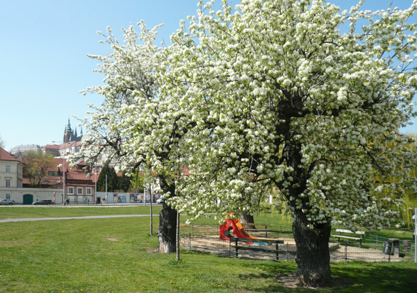 Park na Klárově, Malá Strana, (přednáška 16. 6.), foto Jiří Sládeček