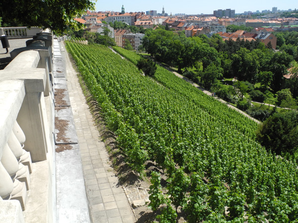 Vinice Grébovka v Havlíčkových sadech (foto J. Sládeček)