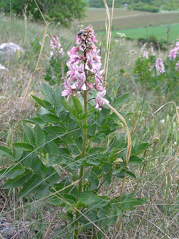 Třemdava bílá (zdroj: wikipedia.org)