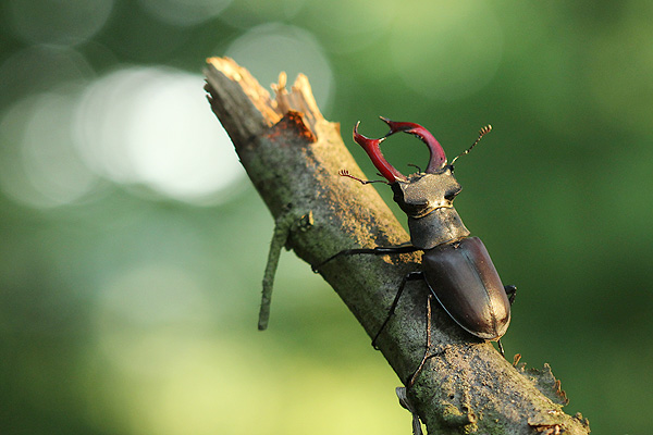 Roháč obecný (foto M. Mejstřík)