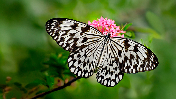 Motýli: Umění přežít (zdroj: Botanická zahrada Praha)