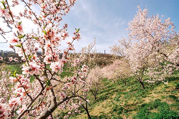 Květy ovocných stromů na Petříně, vycházka 17. 4. (zdroj: prague.eu)