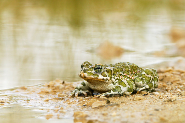 Ropucha zelená (foto Marek Mejstřík)